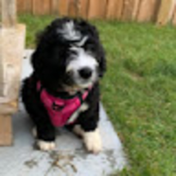 Meet your Posher, Katie-jose - Picture 1 of 1